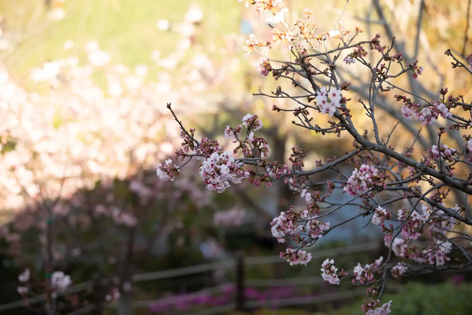 Blossoms and garden scenery at Balboa Park
