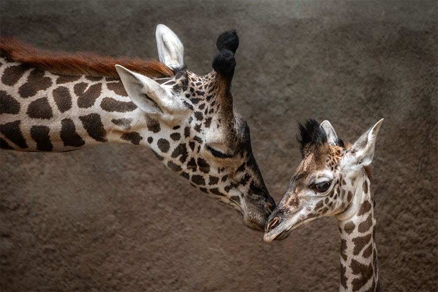 Giraffes at the Los Angeles Zoo
