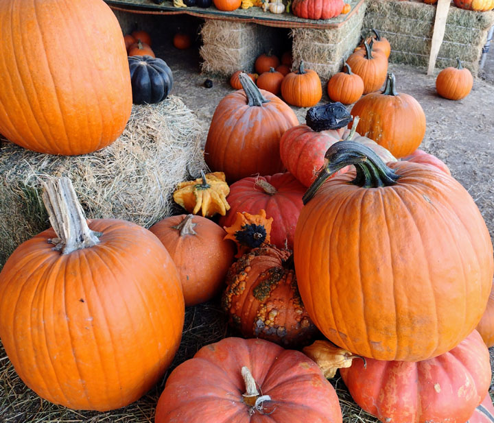 Pumpkin display from The Pumpkin Factory website